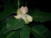 foto Kodus Lilled Magnoolia puu, Magnolia valge