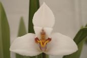 wit Kokosnoot Taart Orchidee Kruidachtige Plant