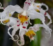 photo Pot Flowers Tiger Orchid, Lily of the Valley Orchid herbaceous plant, Odontoglossum white