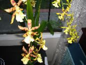 foto Krukblommor Tiger Orchid, Liljekonvalj Orkidé örtväxter, Odontoglossum gul