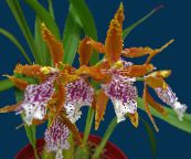 orange Tiger Orchid, Lys De L'orchidée De La Vallée Herbeux