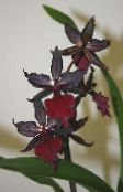 claret Tiger Orchid, Liljum Orchid Herbaceous Planta