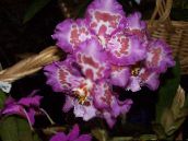 photo Pot Flowers Tiger Orchid, Lily of the Valley Orchid herbaceous plant, Odontoglossum lilac
