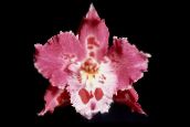 rózsaszín Tigris Orchidea, Gyöngyvirág Orchidea Lágyszárú Növény