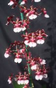 claret Dans Lady Orchid, Cedros Bí, Hlébarða Orchid Herbaceous Planta