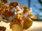 fénykép Pot Virágok Táncoló Hölgy Orchidea, Cedros Méh, Leopárd Orchidea lágyszárú növény, Oncidium barna
