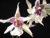 weiß Tanzendame Orchidee, Cedros Biene, Leoparden Orchidee Grasig