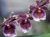 紫 跳舞的女士兰花，塞德罗斯蜂，豹兰花 草本植物