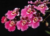 rosa Tanzendame Orchidee, Cedros Biene, Leoparden Orchidee Grasig