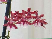 foto Podu Ziedi Deju Lady Orhideja, Cedros Bišu, Leopards Orhideja zālaugu augs, Oncidium sarkans