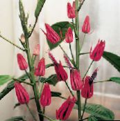 roze Pavonia Kruidachtige Plant
