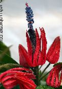 红 Pavonia 草本植物