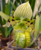Слиппер Орхидеје