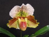 fotoğraf Saksı çiçekleri Terlik Orkide otsu bir bitkidir, Paphiopedilum kahverengi