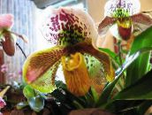 bilde Pot Blomster Tøffelen Orkideer urteaktig plante, Paphiopedilum gul