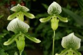 fotografie Oală Flori Orhidee Papuc planta erbacee, Paphiopedilum verde