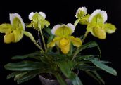fotografie Oală Flori Orhidee Papuc planta erbacee, Paphiopedilum galben
