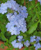 фото Кімнатні квіти Плюмбаго, Свінчатка чагарник, Plumbago блакитний