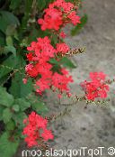 фотографија Затворене Цветови Леадвортс грмови, Plumbago црвено