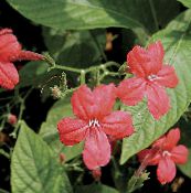 φωτογραφία Εσωτερικά λουλούδια Φυτό Μαϊμού, Κόκκινο Ruellia αιωρούμενα κόκκινος
