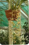 foto Pot Bloemen Coelogyne kruidachtige plant geel