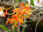 photo Pot Flowers Buttonhole Orchid herbaceous plant, Epidendrum orange