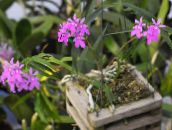 紫丁香 钮兰 草本植物