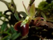 barna Gomblyukába Orchidea Lágyszárú Növény