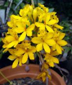 žlutý Knoflíková Dírka Orchidej Bylinné