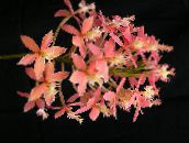 照片 盆花 钮兰 草本植物, Epidendrum 粉红色