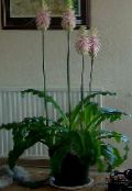 照片 盆花 林百合 草本植物, Veltheimia 粉红色