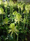 hvítur Skógur Lily Herbaceous Planta