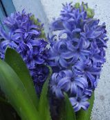 photo Pot Flowers Hyacinth herbaceous plant, Hyacinthus light blue