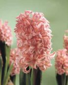 снимка Интериорни цветове Зюмбюл тревисто, Hyacinthus розов