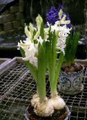 photo Pot Flowers Hyacinth herbaceous plant, Hyacinthus white