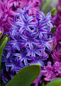 foto Pot Bloemen Hyacint kruidachtige plant, Hyacinthus donkerblauw