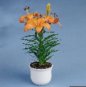 フォト ポットの花 ユリ属 草本植物, Lilium オレンジ