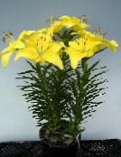 photo Pot Flowers Lilium herbaceous plant yellow