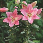 フォト ポットの花 ユリ属 草本植物, Lilium ピンク