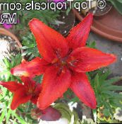 フォト ポットの花 ユリ属 草本植物, Lilium 赤