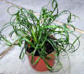 foto Unutarnja Cvjetovi Šarolik Ljiljan Ledina zeljasta biljka, Liriope jorgovana