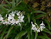 fotografija Sobne cvetje Guernsey Lily travnate, Nerine bela