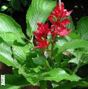 bilde Pot Blomster Sanchezia, Brann Fingre urteaktig plante rød