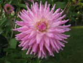 照片  大丽花 草本植物, Dahlia 粉红色