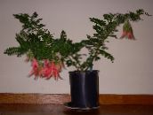 foto Unutarnja Cvjetovi Jastoga Pandža, Papiga Kljun zeljasta biljka, Clianthus crvena