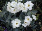 照片 盆花 德州风信子，洋桔梗，郁金香龙胆 草本植物, Lisianthus (Eustoma) 白