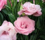 fotografie Oală Flori Texas Bluebell, Lisianthus, Gențiană Lalea planta erbacee, Lisianthus (Eustoma) roz