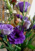 photo Pot Flowers Texas Bluebell, Lisianthus, Tulip Gentian herbaceous plant, Lisianthus (Eustoma) dark blue