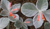 foto Pot Blomster Rechsteineria urteagtige plante rød