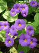 照片 盆花 黑眼圈苏珊 藤本植物, Thunbergia alata 紫丁香